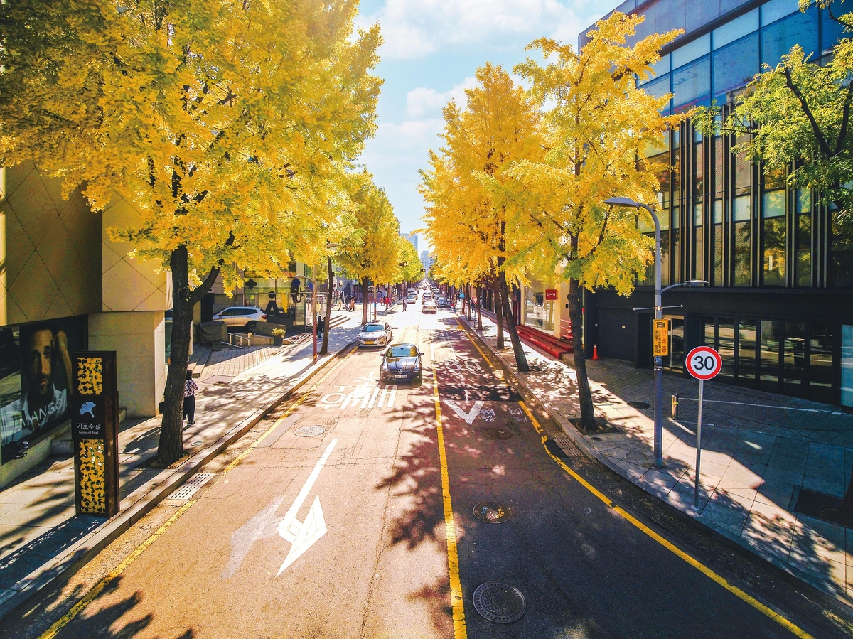 Garosu-gil boulevard lined with ginkgo trees, designer boutiques and cafes in Sinsa-dong Gangnam Seoul