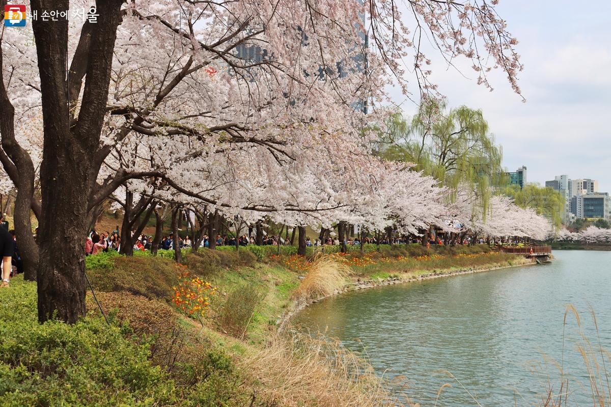 Seokchon Lake with cherry blossoms in full bloom and Lotte World Tower view in Jamsil, Seoul